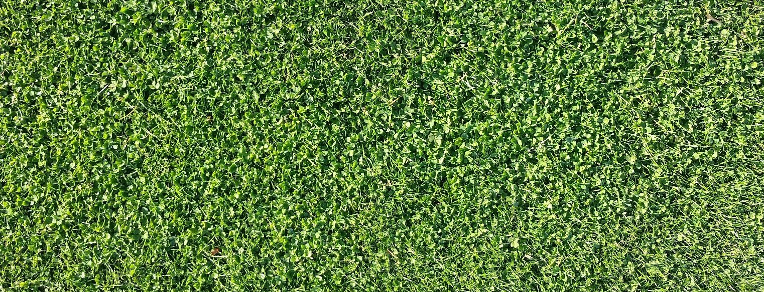Microclover Natural Alternative Lawn Seed - Image 4