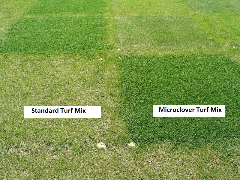 Microclover Natural Alternative Lawn Seed - Image 6