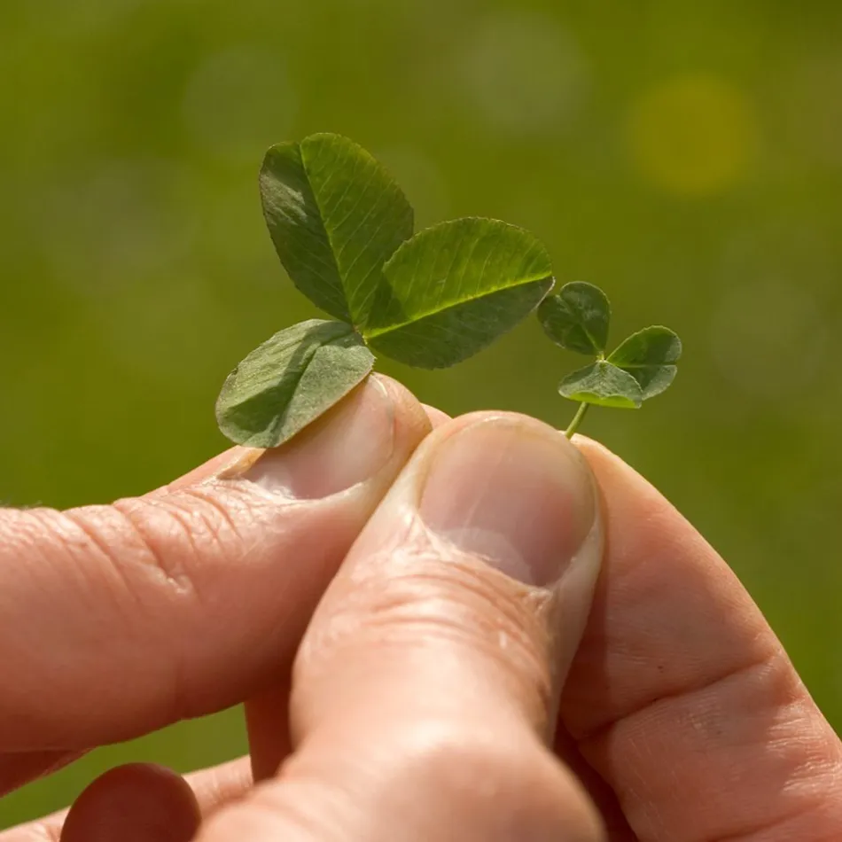 Microclover Natural Alternative Lawn Seed - Image 7