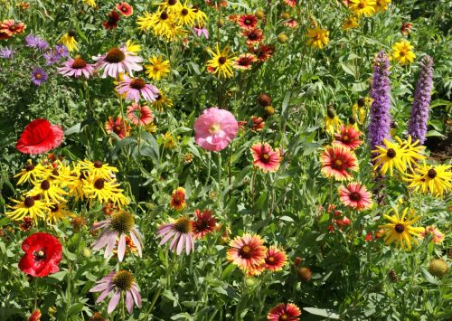 Midwest Native Wildflower Mix - Image 3