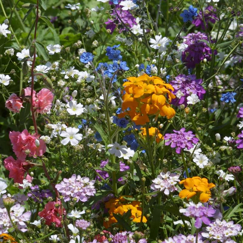 Shady Native Wildflower Mix - Image 3