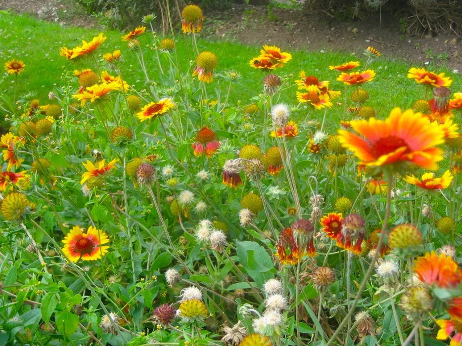 No Deer Here Wildflower Mix - Unsavory Species to Deer! - Image 3
