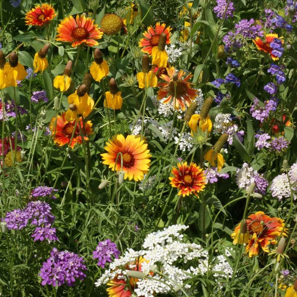 No Deer Here Wildflower Mix - Unsavory Species to Deer! - Image 4