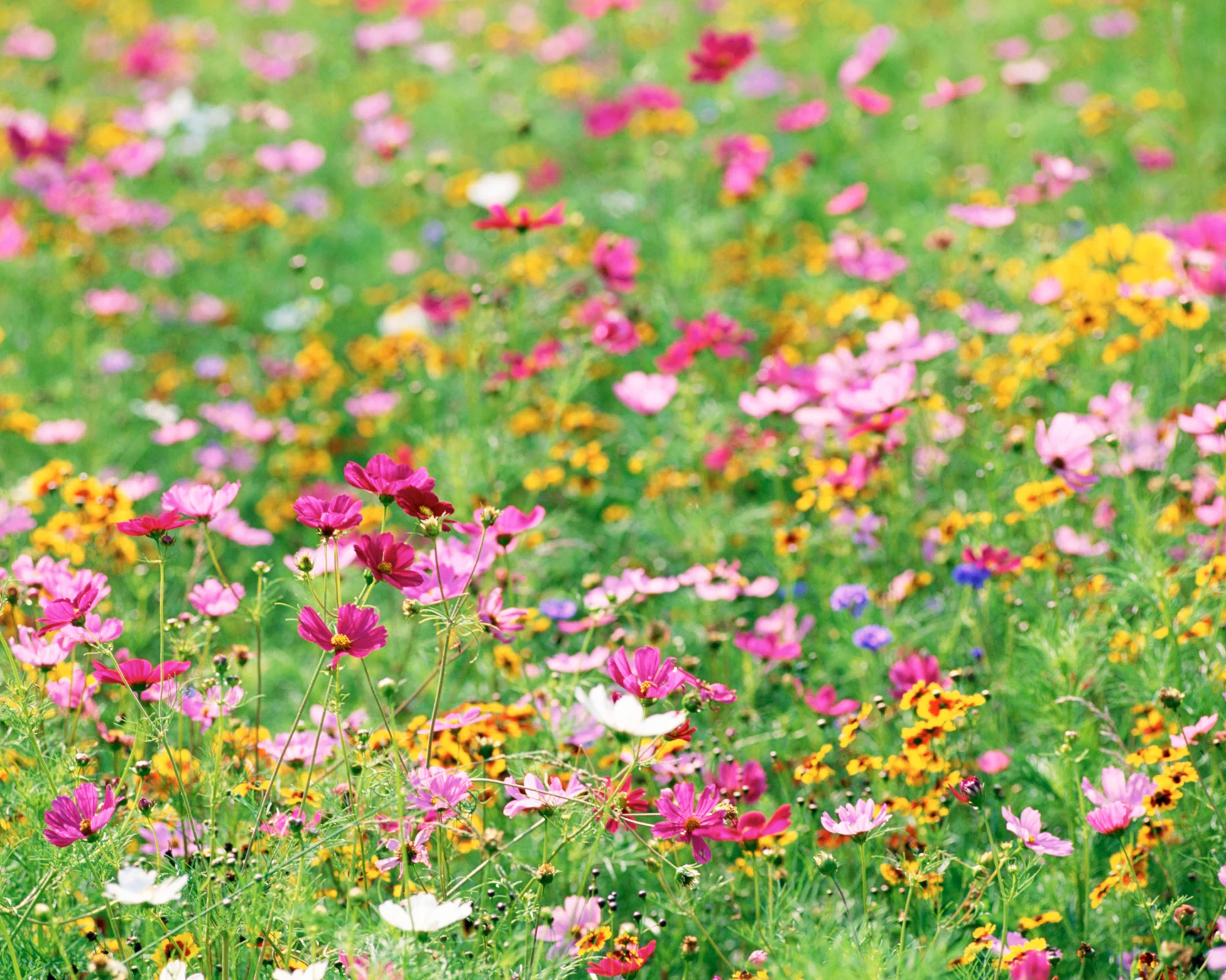 Pollinator Paradise Native Mix - Image 3
