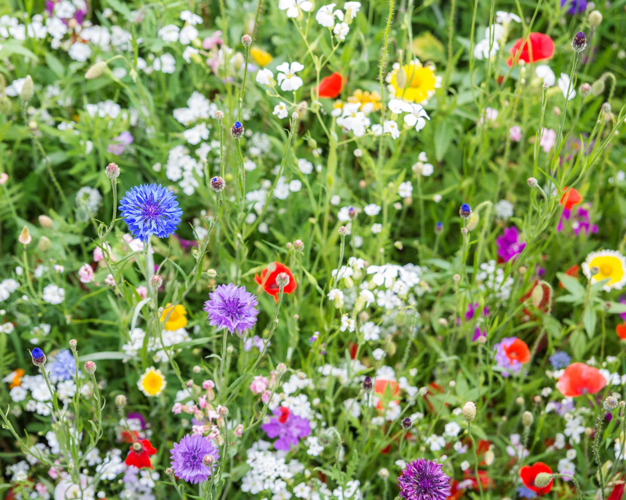 Pollinator Paradise Native Mix - Image 4