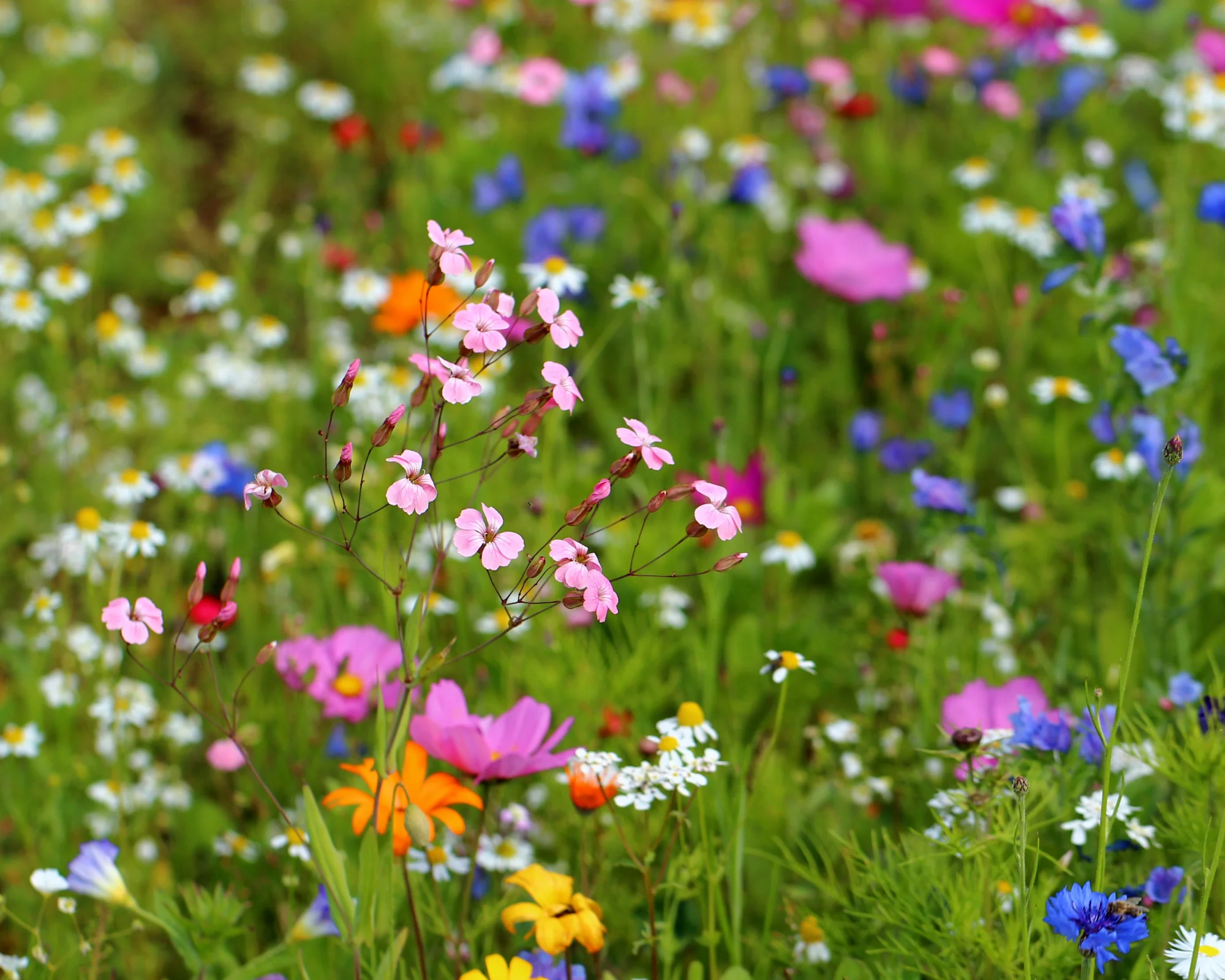 Pollinator Paradise Native Mix - Image 5