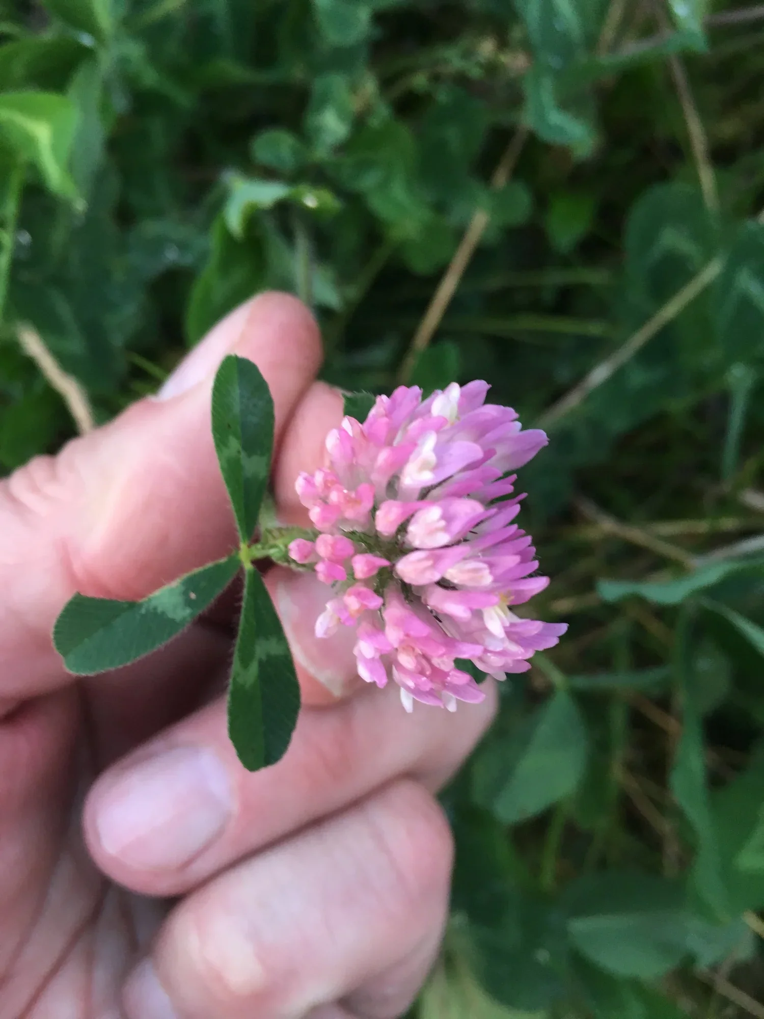 Red Velvet™ Alternative Lawn Seed (Red Carpet Clover) - Image 3