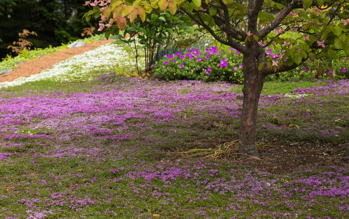 Thyme for a Change - Red Creeping Thyme Seed - Image 3