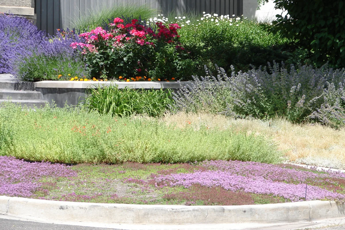Thyme for a Change - Red Creeping Thyme Seed - Image 4