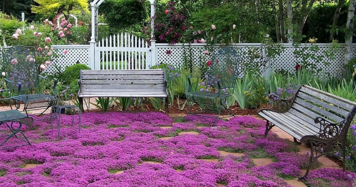 Thyme for a Change - Red Creeping Thyme Seed - Image 5