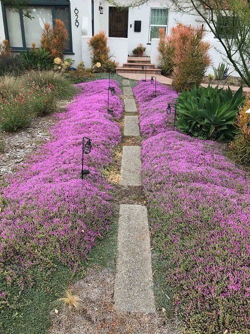 Thyme for a Change - Red Creeping Thyme Seed - Image 6