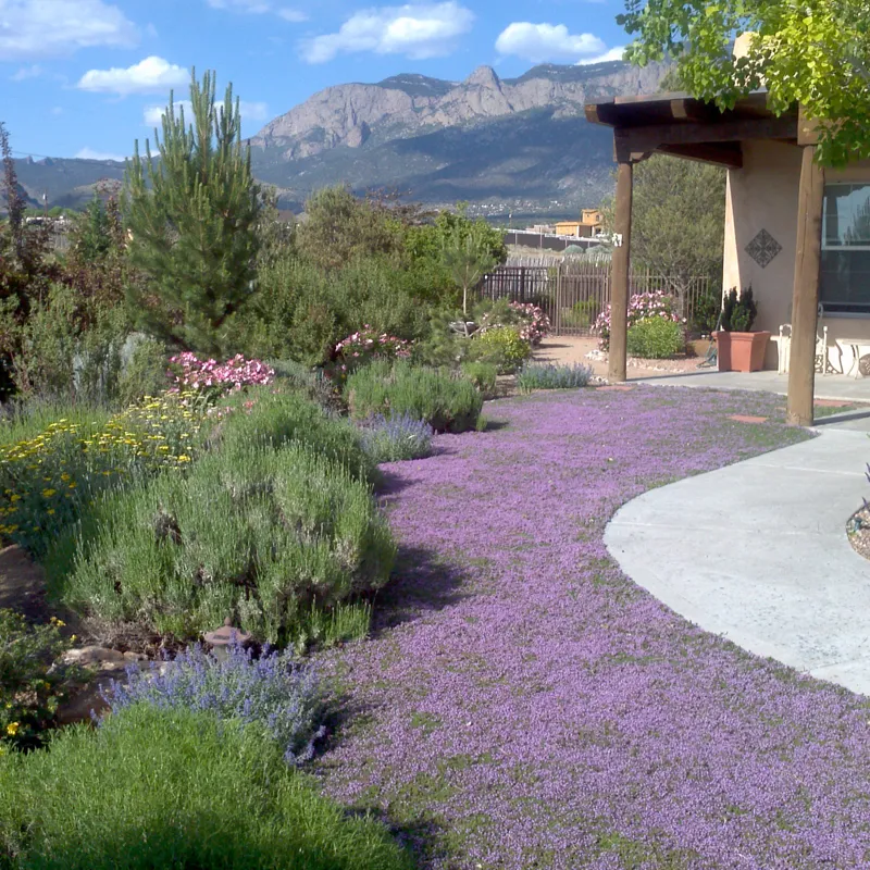 Thyme for a Change - Red Creeping Thyme Seed - Image 7
