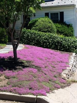 Thyme for a Change - Red Creeping Thyme Seed - Image 8