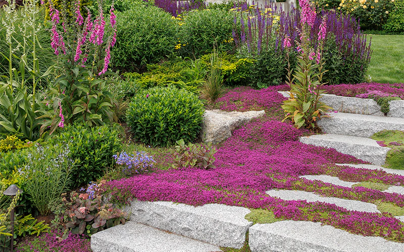 Thyme for a Change - Red Creeping Thyme Seed - Image 9