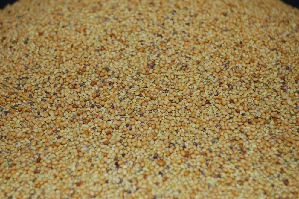 Tri-Clover - Red, White, & Crimson Clovers - Alternative Lawn Seed - Image 3