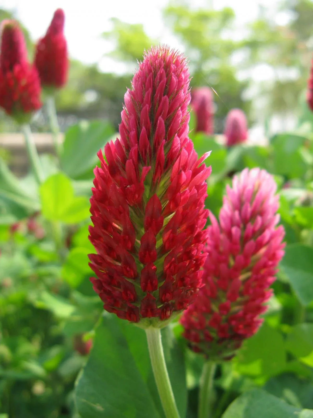 Tri-Clover - Red, White, & Crimson Clovers - Alternative Lawn Seed - Image 4