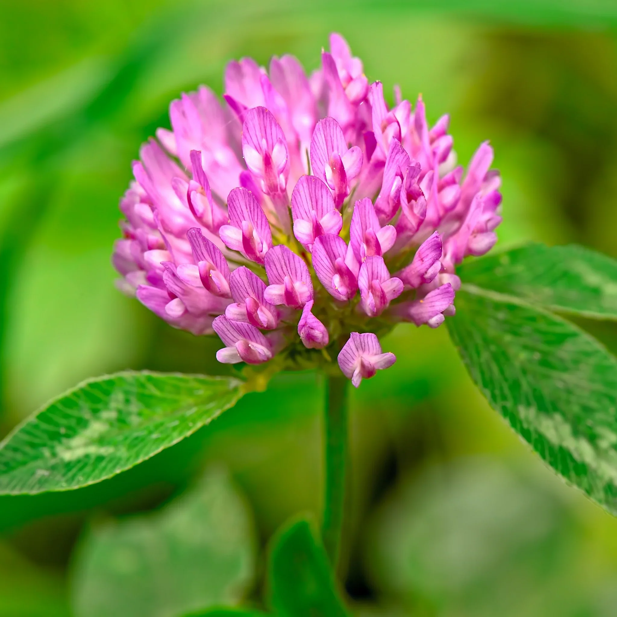 Tri-Clover - Red, White, & Crimson Clovers - Alternative Lawn Seed - Image 5