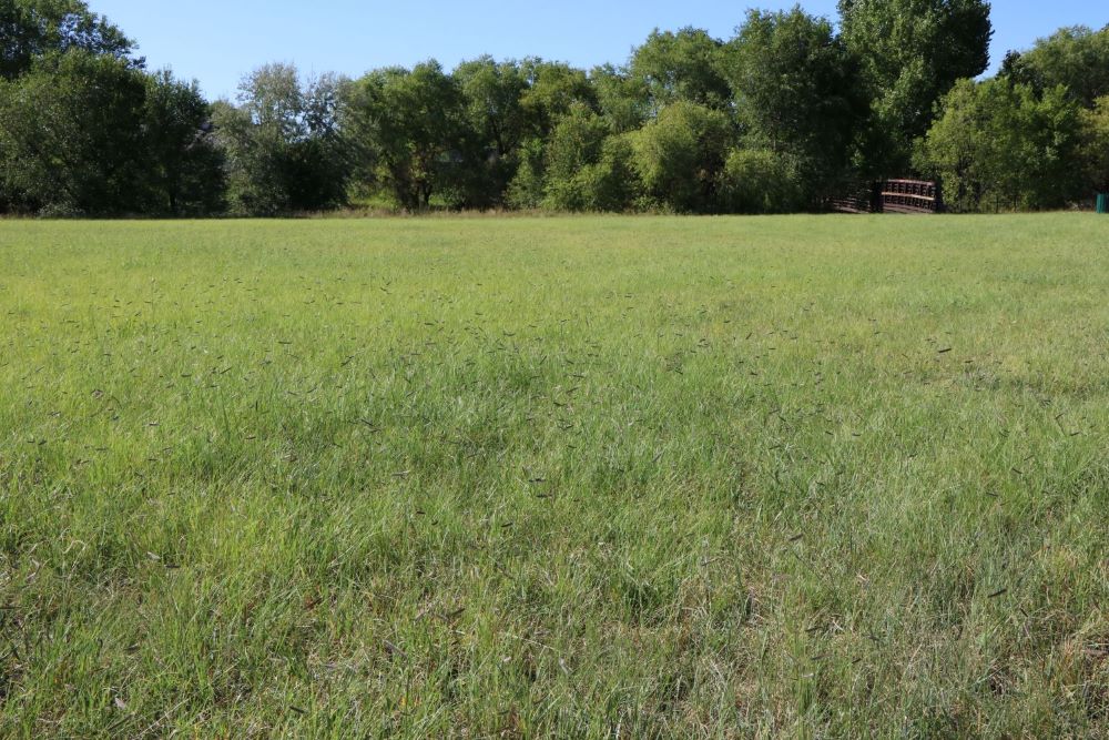 TrueGrass Native Grass Seed - The No Maintenance Native Lawn, Drought-Tolerant, Eco-Friendly Grass Blend - Image 3