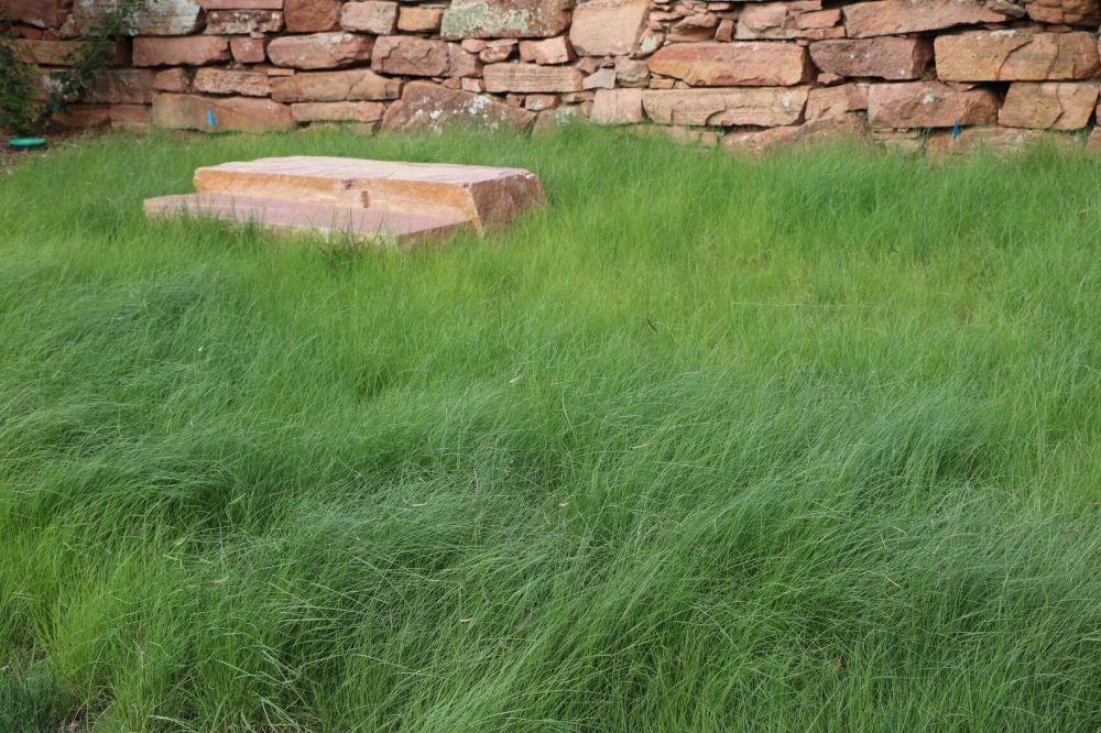 TrueGrass Native Grass Seed - The No Maintenance Native Lawn, Drought-Tolerant, Eco-Friendly Grass Blend - Image 5