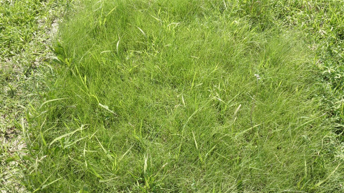 TrueGrass Native Grass Seed - The No Maintenance Native Lawn, Drought-Tolerant, Eco-Friendly Grass Blend - Image 6
