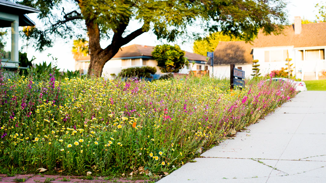 Meadowscaping Mix Alternative Lawn Seed — for Low-Maintenance, Eco-Friendly Lawns - Image 3