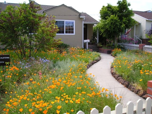 Meadowscaping Mix Alternative Lawn Seed — for Low-Maintenance, Eco-Friendly Lawns - Image 4