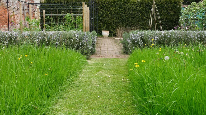 Meadowscaping Mix Alternative Lawn Seed — for Low-Maintenance, Eco-Friendly Lawns - Image 5