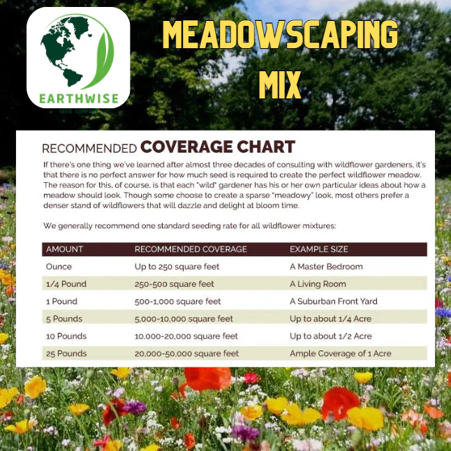 Meadowscaping Mix Alternative Lawn Seed — for Low-Maintenance, Eco-Friendly Lawns - Image 6