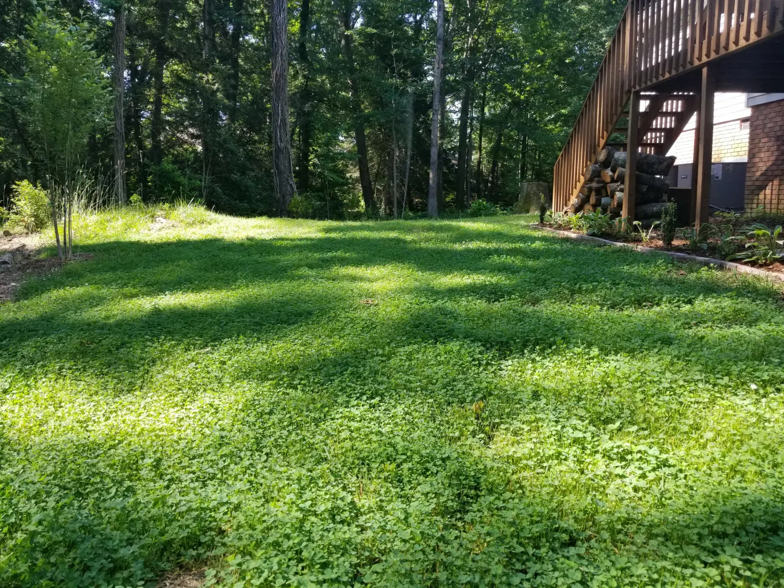 Ultimate Clover Lawn Mix: Low-Maintenance, Eco-Friendly Yard, MicroClover Lawn Seed - Image 3