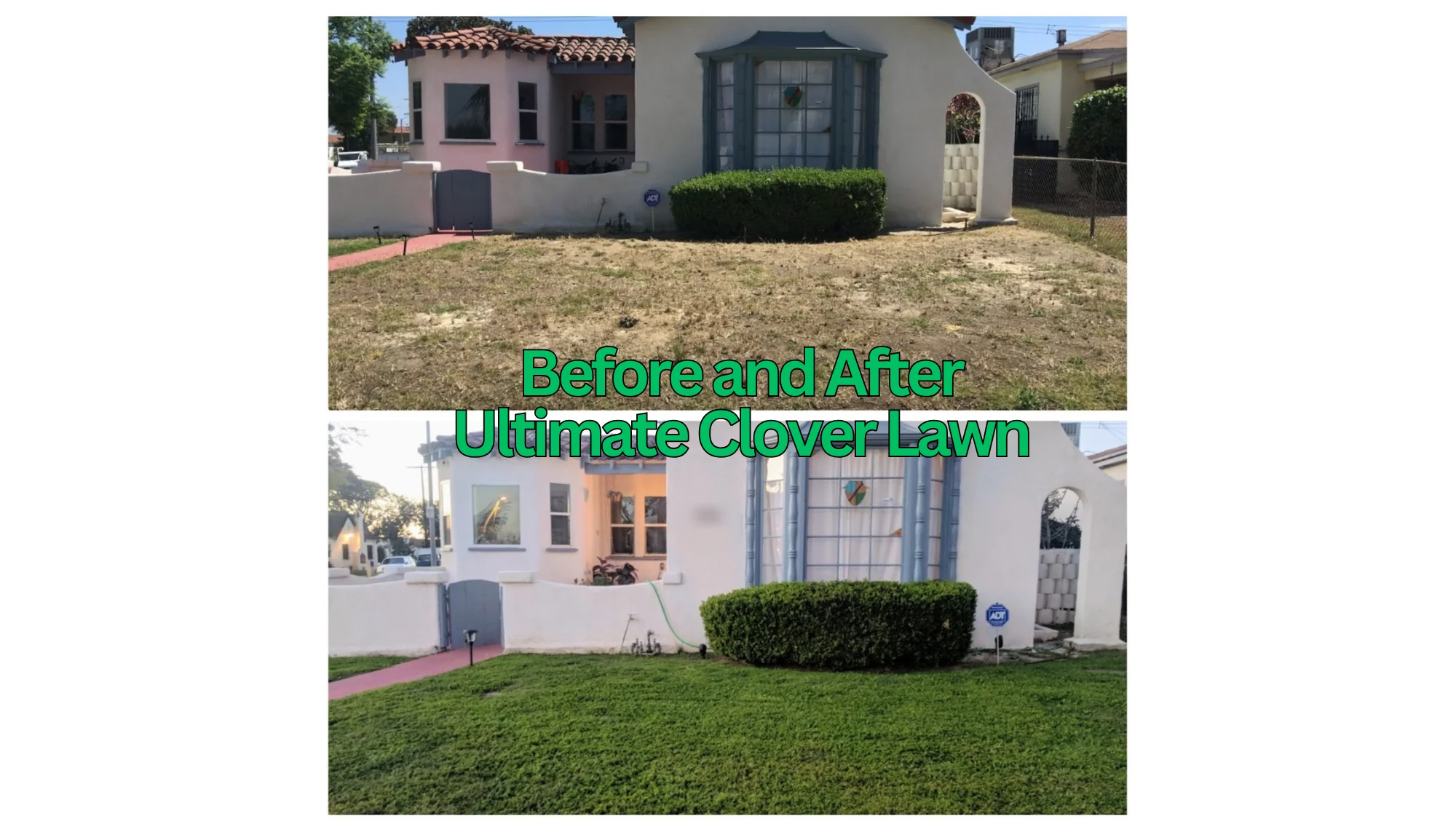 Ultimate Clover Lawn Mix: Low-Maintenance, Eco-Friendly Yard, MicroClover Lawn Seed - Image 5