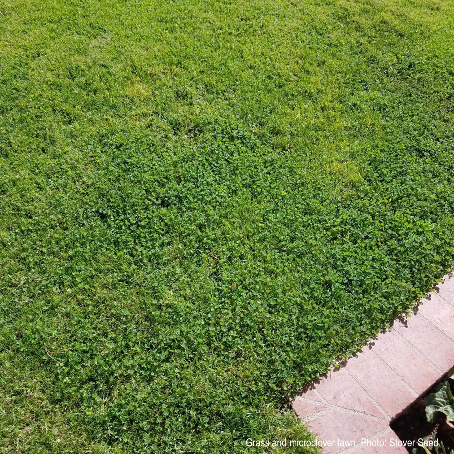 Ultimate Clover Lawn Mix: Low-Maintenance, Eco-Friendly Yard, MicroClover Lawn Seed - Image 6