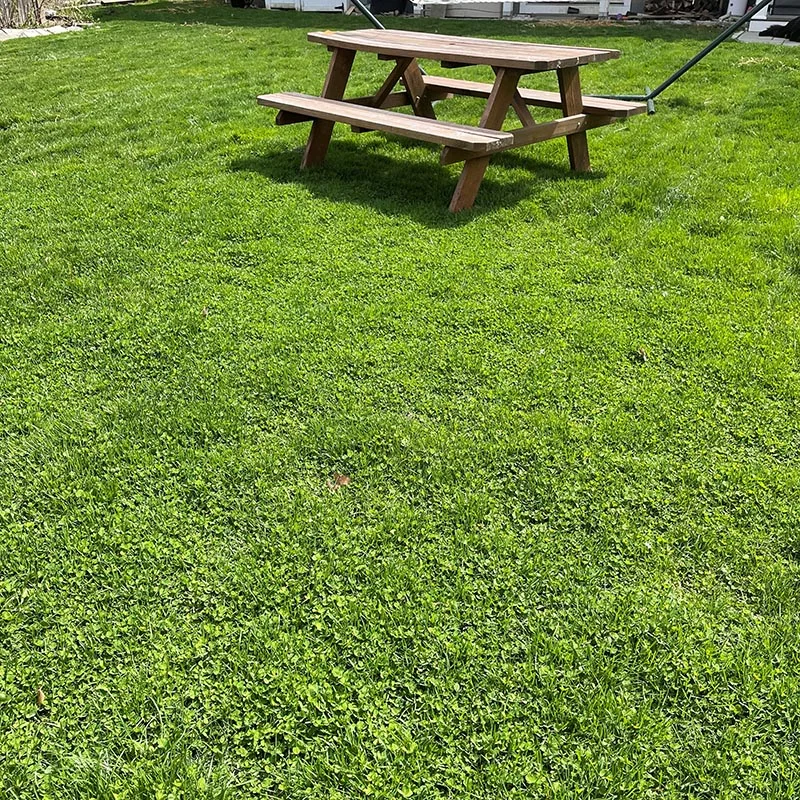Ultimate Clover Lawn Mix: Low-Maintenance, Eco-Friendly Yard, MicroClover Lawn Seed - Image 7