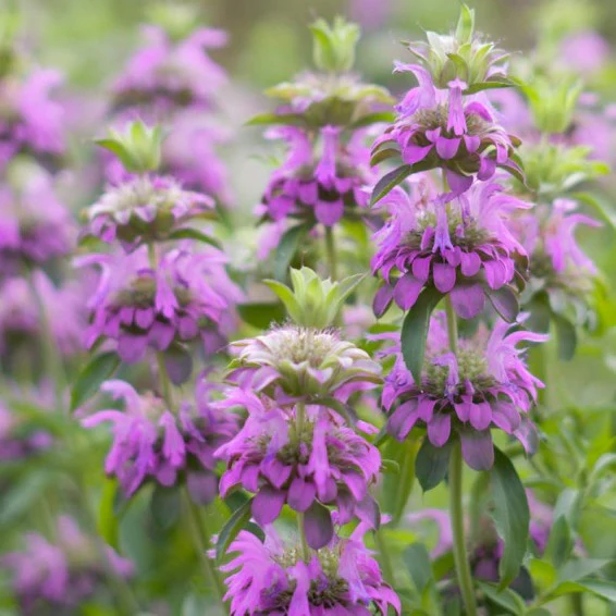 Western Wonders Native Wildflower Mix - Image 3