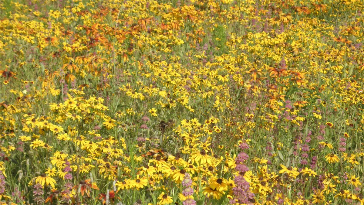 Western Wonders Native Wildflower Mix - Image 4