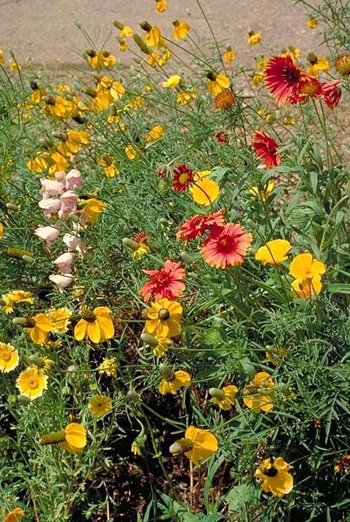 Western Wonders Native Wildflower Mix - Image 5