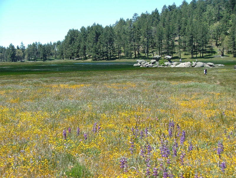 Western Wonders Native Wildflower Mix - Image 6