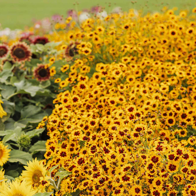 Western Wonders Native Wildflower Mix - Image 7