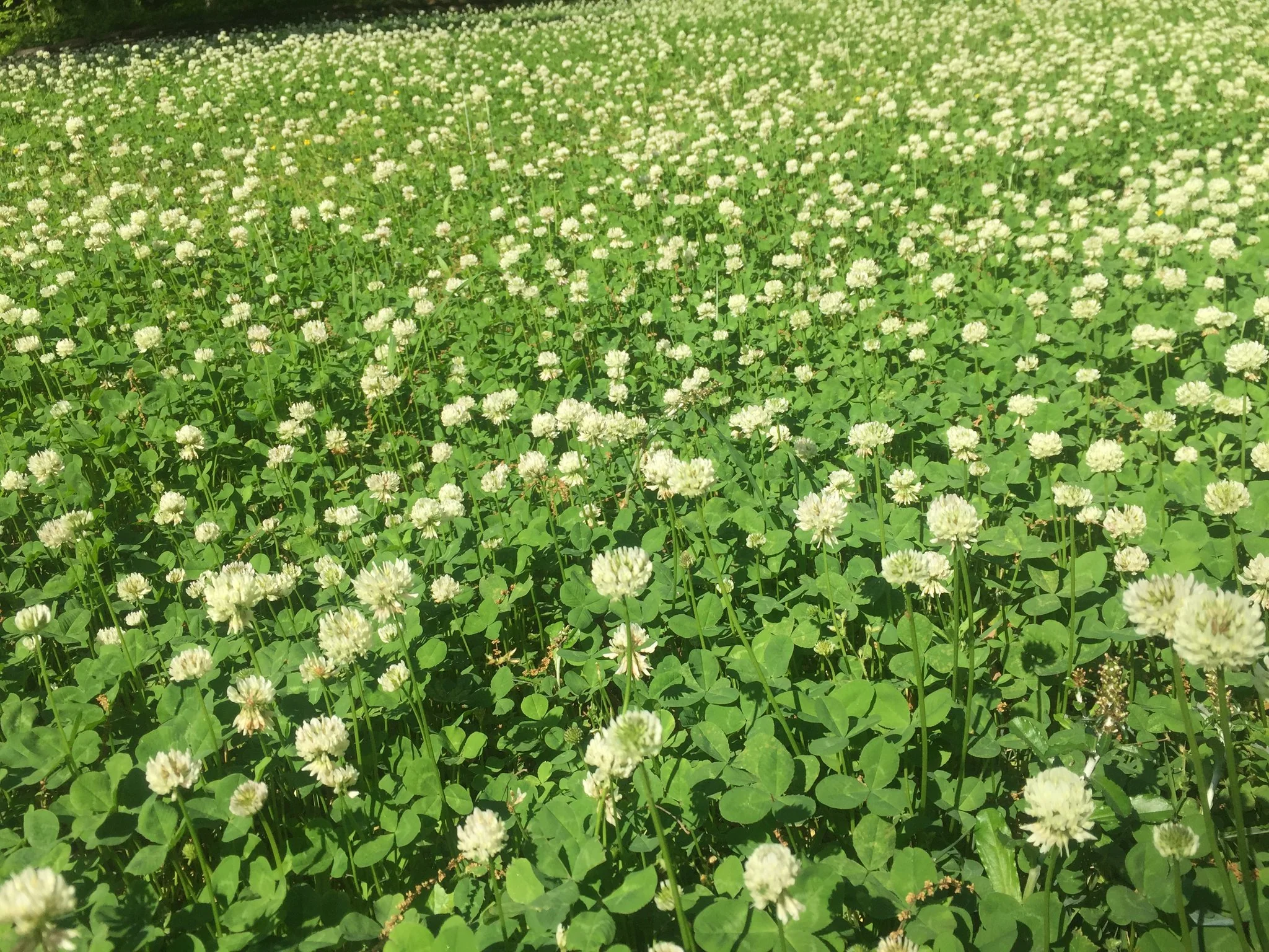 White Dutch Clover Alternative Lawn Seed - Image 3