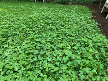 White Dutch Clover Alternative Lawn Seed - Image 4